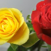 A Yellow and Red Rose.