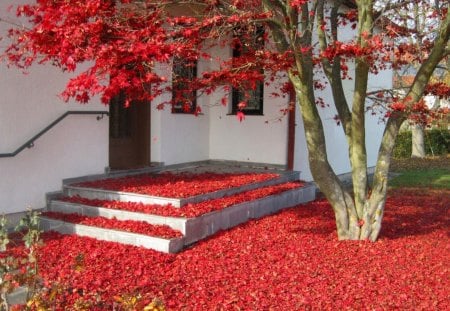 awesome - leaf red, nature, awesome, japan