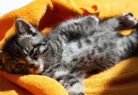 I fall asleep - cute, small, sleeps, kitty