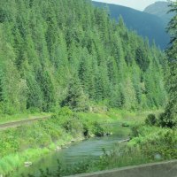 Rivers BC - Canada with tall trees