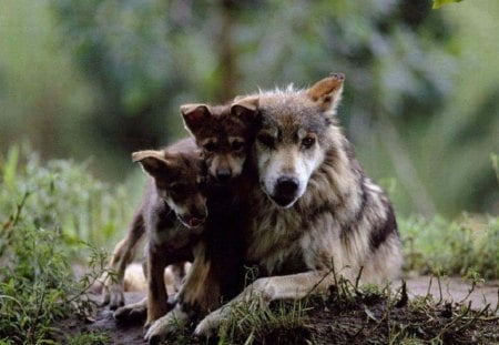 Love My Babies - wolf pups, dogs, animals, wolf