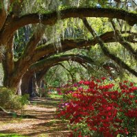 Branches and roses