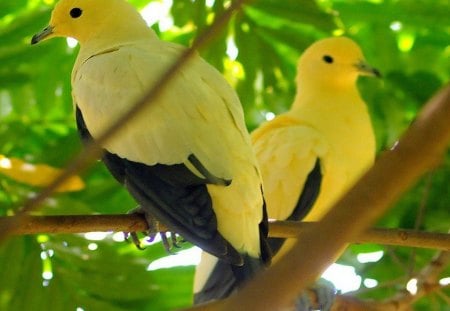 Bright sunny birds - branches, birds, yellow, pair, tree