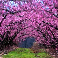 Spring boughs