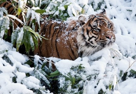 Tiger - winter, tiger, animals, snow