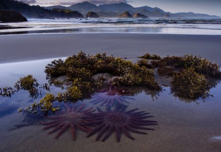 Beach - ocean, stars, nature, beach