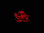 dark rose