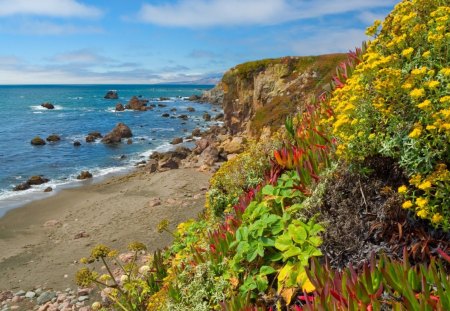 flowers on a rocky beach - rocks, cliffs, flowers, beach, sea