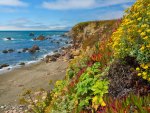 flowers on a rocky beach