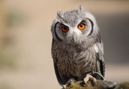 Owl - animal, eye, free, owl