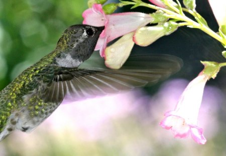 Pretty Hummingbird - flowers, bird, fast, animal, quick, beautiful, little, hummingbird