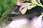 Pretty Hummingbird