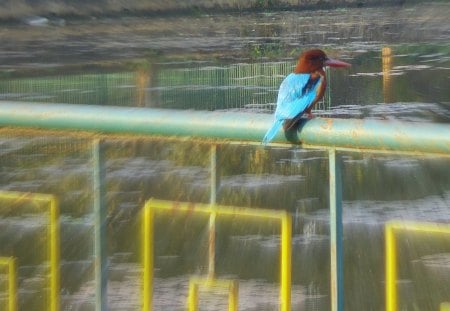 King fisher - fish, water, pond, bird