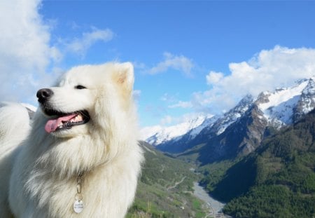 Samoyed - snowdog, nature, sledgedog, nordic