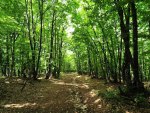 Crimean Forest Path