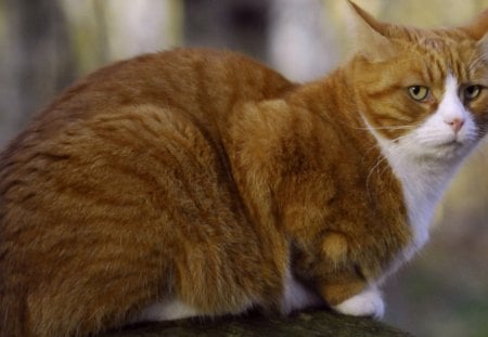 Cat - sleepy, cute, beautiful, cat, sleeping, kitty, cats, hat, cat face, paws, face, animals, pretty, beauty, sweet, kitten, lovely