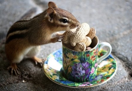 Squirrel - cup, cute, squirrel, nut