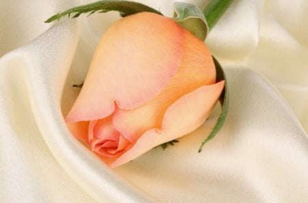 Rose orange - white, satin, beautiful, orange, rose