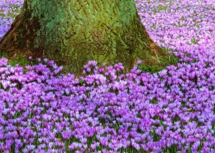 crocuses meadow over a tree