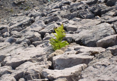 Little farn - nature, rock, farn, little