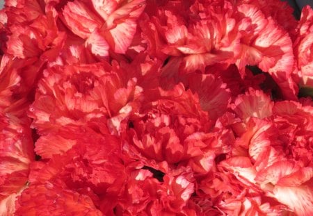 Carnations Aplenty - blooms, flowers, flora, carnations