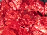 Carnations Aplenty