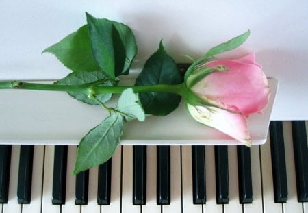 Let's play some music.. - photography, music, instrument, rose, black, white, entertainment, piano, pink, green