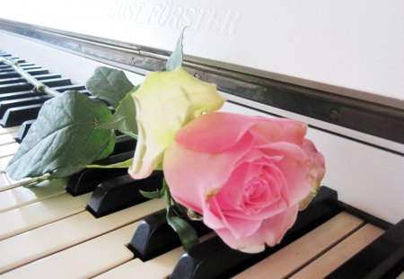 ♫ ♪♫♫  ♫ ♫♪♪ ♫ - romantic, entertainment, flower, pink, music, black, instrument, white, green, rose