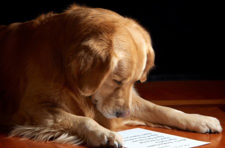 *** Smart dog *** - animal, animals, smart, dogs, reading, dog