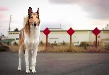 *** Smooth collie *** - animal, dogs, collie, smooth, dog, rough, animals