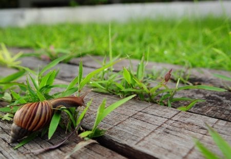 *** Snail *** - snail, animals, animal, green, grass