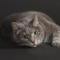*** Grey cat ***