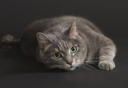 *** Grey cat *** - grey, cat, animals, cats, animal