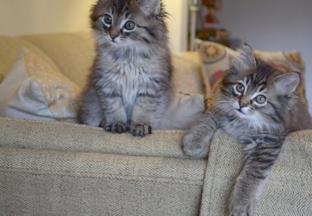 *** Two beautiful kittens *** - cats, animal, animals, kitten, cat