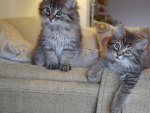 *** Two beautiful kittens ***