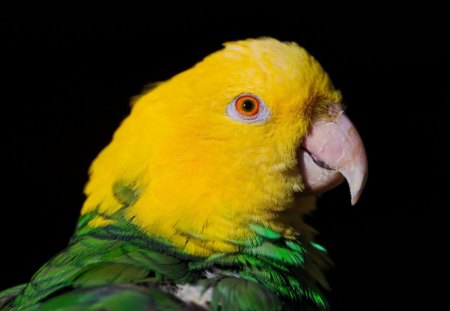 Hello! Be my Valentine? - cute, bird, parrot, yellow, paroqeet, valentine, red eye, exotic, green