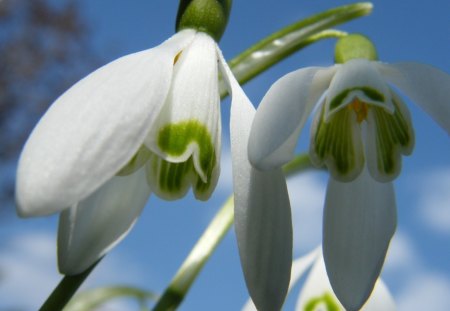 snowdrops - flowers, nature, snowdrops, spring, sky