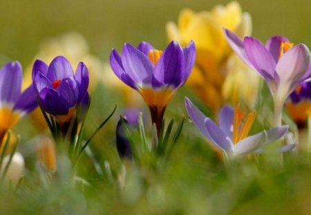 crocuses - nature, crocuses, violet and yellow meadow, flowers, spring