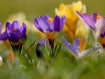 crocuses