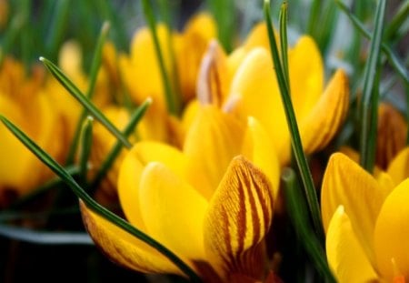 crocuses - crocuses, flowers, yellow, spring