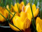 crocuses