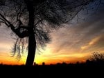 tree at sunset with city silhouette