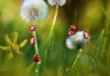 Spring in the meadow - dandelions, meadow, flowers, grass, spring, ladybugs