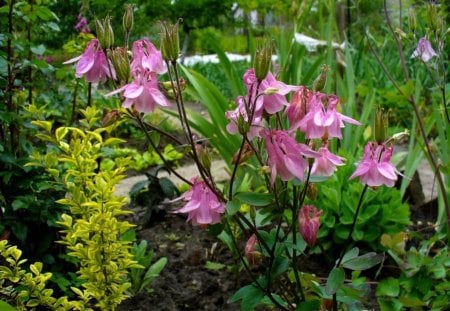 Spring in the garden - nature, pink, green, flowers, garden, spring