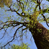 waking from hibernation tree