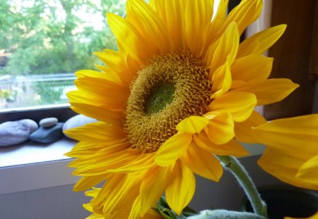 ω✿ω Graceful SunFlower ω✿ω - sunflowers, yellow, forever, window, sunshine, love, light, flowers, fresh, nature, grace, bright