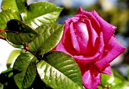 Beautiful pink rose - pretty, lonely, summer, leaves, fresh, garden, nice, beautiful, beauty, lovely, freshness, petals, nature, single, green, rose, park