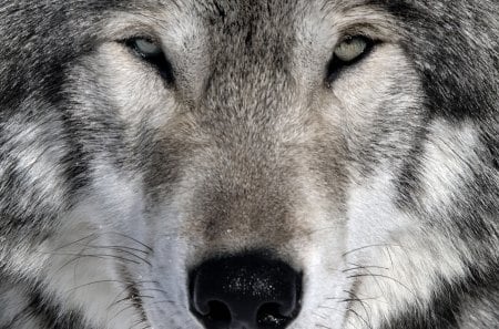 The Wolf - totem, wolf, canine, dog, wolves, vicious, protected species, forests, fetish, Native American, wild