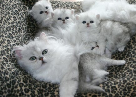 cat and kittens - white, cat, animals, kittens