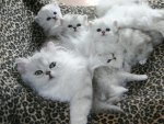 cat and kittens